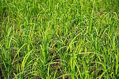 《诡异西部》主线时长25小时 媒体试玩前瞻